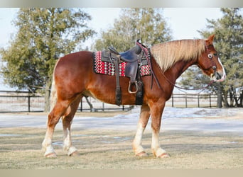 caballo de tiro, Caballo castrado, 8 años, 157 cm, Alazán rojizo