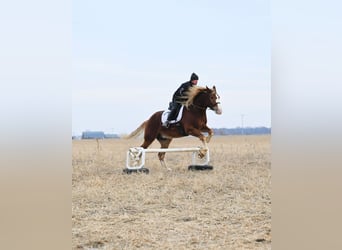 caballo de tiro, Caballo castrado, 8 años, 157 cm, Alazán rojizo