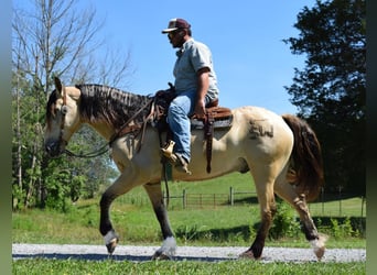 caballo de tiro, Caballo castrado, 8 años, 157 cm, Buckskin/Bayo
