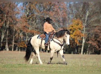 caballo de tiro Mestizo, Caballo castrado, 8 años, 157 cm, Buckskin/Bayo