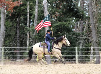 caballo de tiro Mestizo, Caballo castrado, 8 años, 157 cm, Buckskin/Bayo