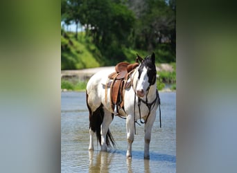 caballo de tiro Mestizo, Caballo castrado, 8 años, 157 cm