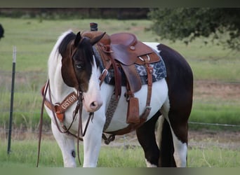 caballo de tiro Mestizo, Caballo castrado, 8 años, 157 cm