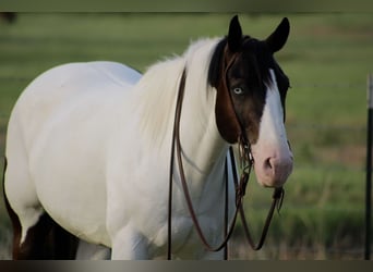 caballo de tiro Mestizo, Caballo castrado, 8 años, 157 cm