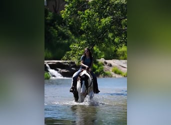 caballo de tiro Mestizo, Caballo castrado, 8 años, 157 cm