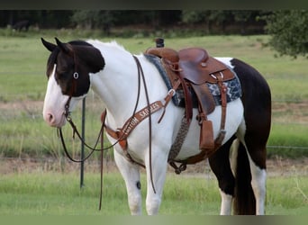 caballo de tiro Mestizo, Caballo castrado, 8 años, 157 cm