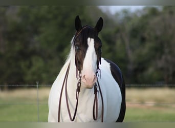 caballo de tiro Mestizo, Caballo castrado, 8 años, 157 cm