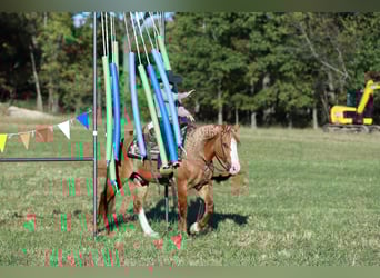caballo de tiro Mestizo, Caballo castrado, 8 años, 157 cm, Red Dun/Cervuno