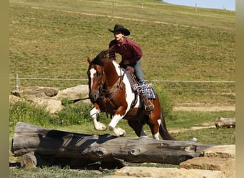 caballo de tiro Mestizo, Caballo castrado, 8 años, 157 cm, Tobiano-todas las-capas