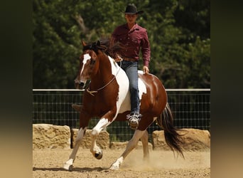 caballo de tiro Mestizo, Caballo castrado, 8 años, 157 cm, Tobiano-todas las-capas