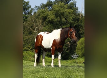 caballo de tiro Mestizo, Caballo castrado, 8 años, 157 cm, Tobiano-todas las-capas