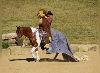 caballo de tiro Mestizo, Caballo castrado, 8 años, 157 cm, Tobiano-todas las-capas