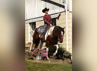 caballo de tiro Mestizo, Caballo castrado, 8 años, 157 cm, Tobiano-todas las-capas