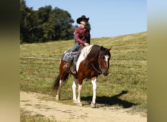 caballo de tiro Mestizo, Caballo castrado, 8 años, 157 cm, Tobiano-todas las-capas