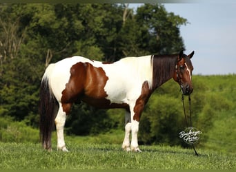 caballo de tiro Mestizo, Caballo castrado, 8 años, 157 cm, Tobiano-todas las-capas