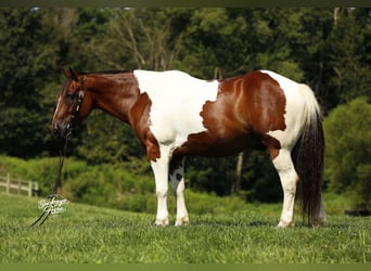 caballo de tiro Mestizo, Caballo castrado, 8 años, 157 cm, Tobiano-todas las-capas