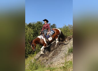 caballo de tiro Mestizo, Caballo castrado, 8 años, 157 cm, Tobiano-todas las-capas