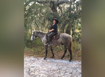 caballo de tiro Mestizo, Caballo castrado, 8 años, 157 cm, Tordo