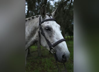 caballo de tiro Mestizo, Caballo castrado, 8 años, 157 cm, Tordo