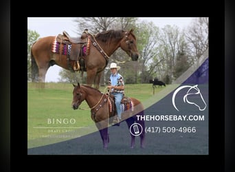 caballo de tiro Mestizo, Caballo castrado, 8 años, 160 cm, Bayo