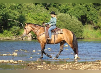 caballo de tiro, Caballo castrado, 8 años, 160 cm, Buckskin/Bayo