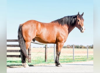 caballo de tiro Mestizo, Caballo castrado, 8 años, 160 cm, Castaño rojizo