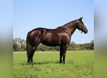 caballo de tiro, Caballo castrado, 8 años, 160 cm, Negro