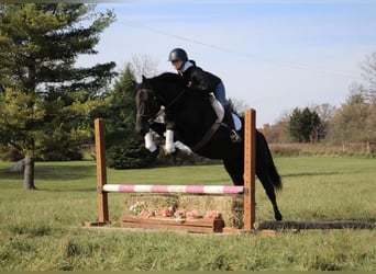 caballo de tiro, Caballo castrado, 8 años, 160 cm, Negro