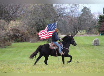 caballo de tiro, Caballo castrado, 8 años, 160 cm, Negro