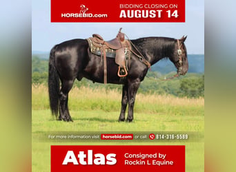 caballo de tiro Mestizo, Caballo castrado, 8 años, 160 cm, Negro