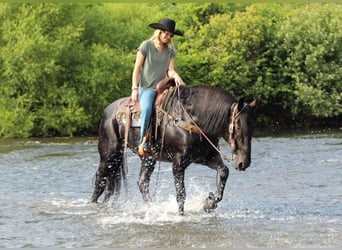 caballo de tiro Mestizo, Caballo castrado, 8 años, 160 cm, Negro