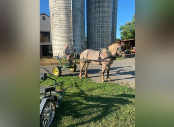 caballo de tiro, Caballo castrado, 8 años, 160 cm, Ruano alazán