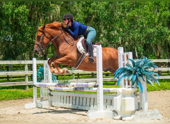 caballo de tiro Mestizo, Caballo castrado, 8 años, 163 cm, Alazán rojizo