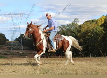 caballo de tiro, Caballo castrado, 8 años, 163 cm, Alazán-tostado