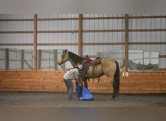 caballo de tiro Mestizo, Caballo castrado, 8 años, 163 cm, Buckskin/Bayo