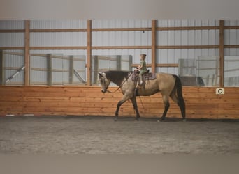 caballo de tiro Mestizo, Caballo castrado, 8 años, 163 cm, Buckskin/Bayo
