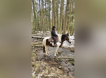 caballo de tiro Mestizo, Caballo castrado, 8 años, 163 cm