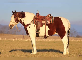 caballo de tiro Mestizo, Caballo castrado, 8 años, 163 cm