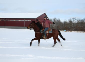 caballo de tiro, Caballo castrado, 8 años, 163 cm, Castaño-ruano