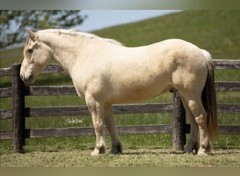 caballo de tiro Mestizo, Caballo castrado, 8 años, 163 cm, Champán