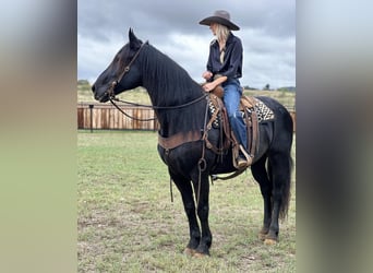 caballo de tiro, Caballo castrado, 8 años, 163 cm, Negro