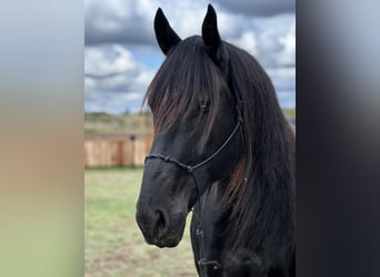 caballo de tiro, Caballo castrado, 8 años, 163 cm, Negro