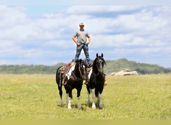 caballo de tiro Mestizo, Caballo castrado, 8 años, 163 cm, Pío
