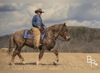 caballo de tiro, Caballo castrado, 8 años, 163 cm, Ruano alazán