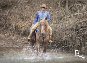 caballo de tiro, Caballo castrado, 8 años, 163 cm, Ruano alazán