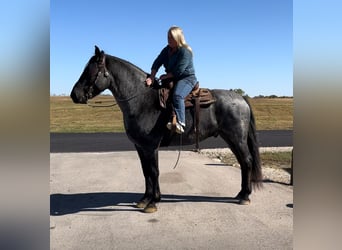 caballo de tiro Mestizo, Caballo castrado, 8 años, 163 cm, Ruano azulado