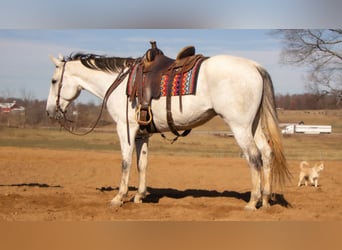 caballo de tiro Mestizo, Caballo castrado, 8 años, 163 cm, Tordo