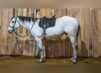 caballo de tiro Mestizo, Caballo castrado, 8 años, 163 cm, Tordo