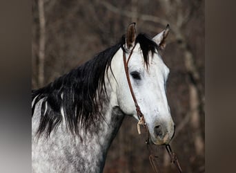 caballo de tiro, Caballo castrado, 8 años, 163 cm, Tordo rodado