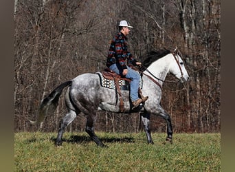 caballo de tiro, Caballo castrado, 8 años, 163 cm, Tordo rodado